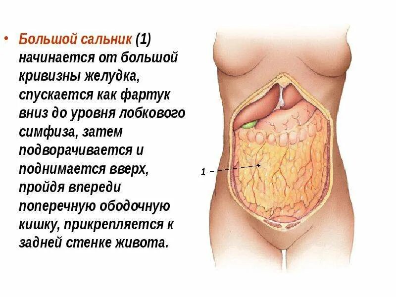 Большой сальник латынь. Большой сальник латынь. Малый сальник и большой сальник. Брюшина сальники анатомия. Большой сальник латынь.