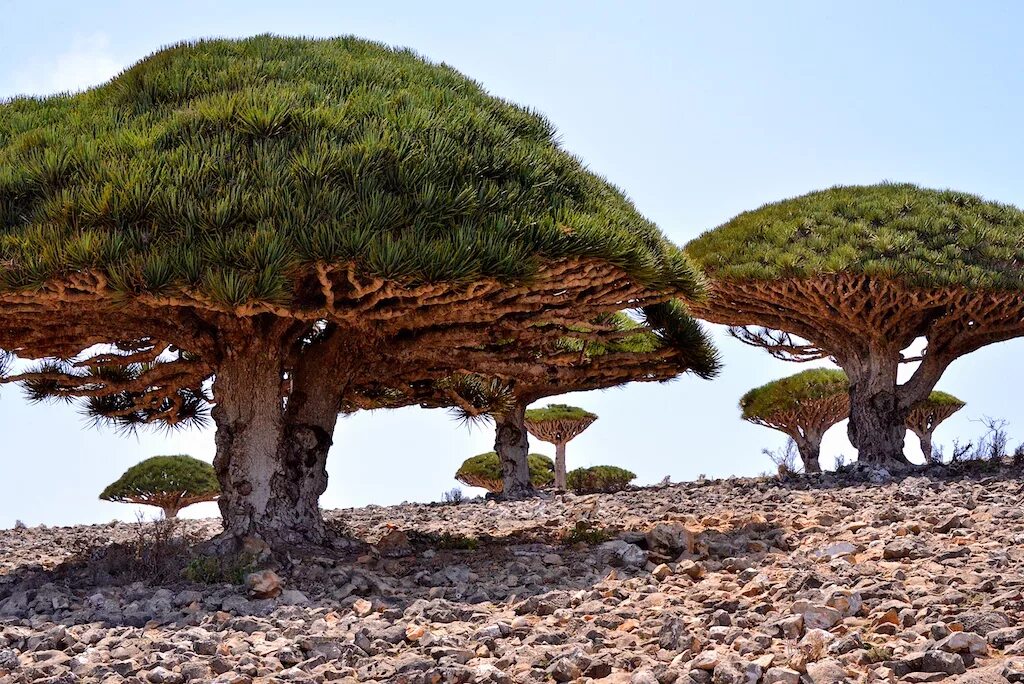 Драконово дерево где. Драконовое дерево Сокотра. Остров Сокотра дерево дракона. Деревья острова Сокотра Йемен. Драконьи деревья Сокотра Йемен.