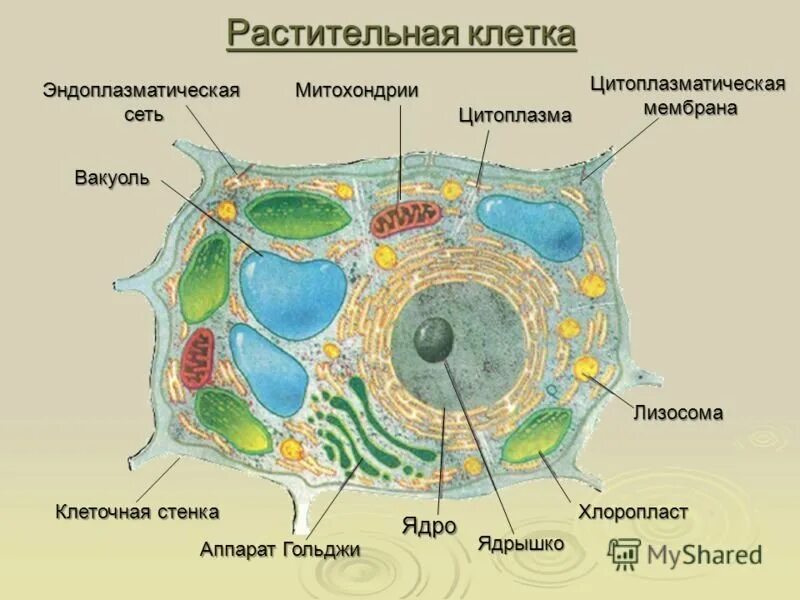 Строение клетки мембрана цитоплазма. Строение клетки клеточная мембрана ядро. Строение ядра растительной клетки рисунок. Строение ядра клетка растения биология 5 класс. Включения растительная клетка растительный организм