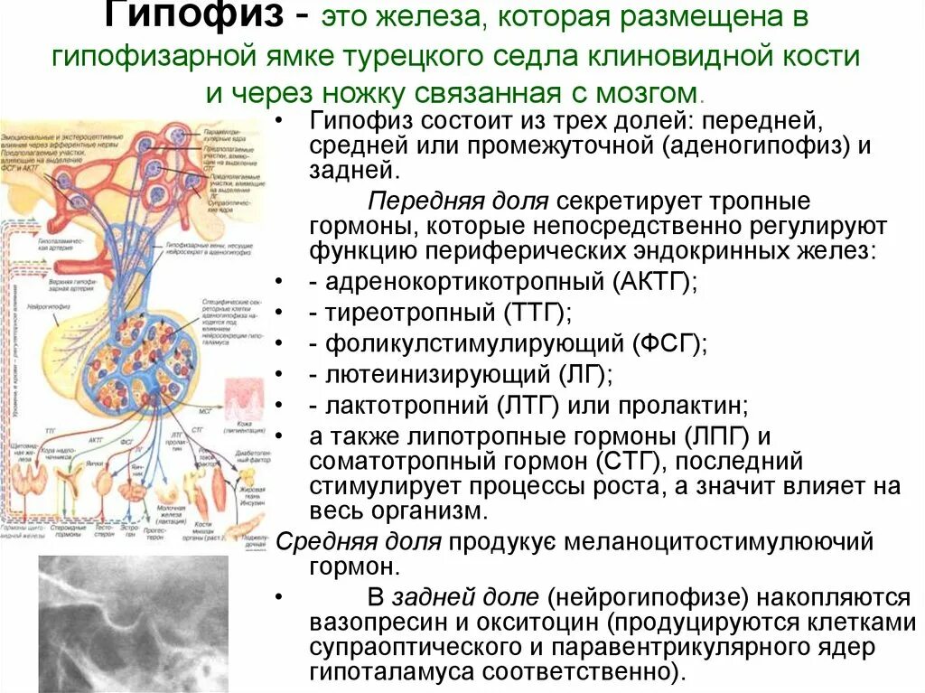 Пример гипофиза. Строение гормонов передней доли гипофиза. Гормоны задней доли гипофиза физиология. Гипофиз расположение строение функции. Строение гипофиза и его функции.