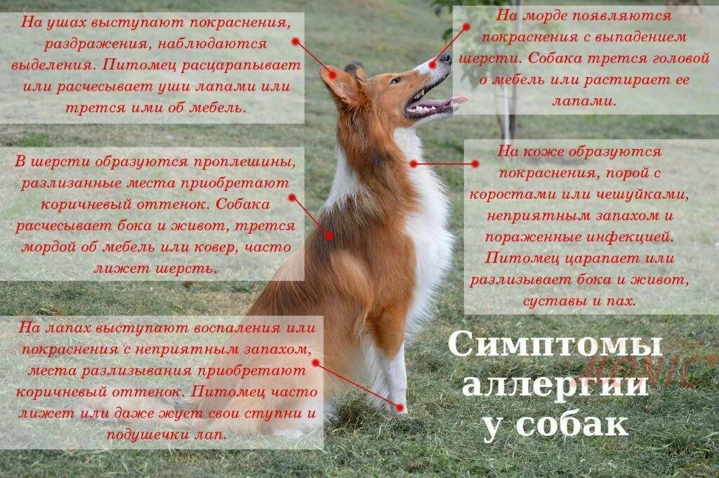 Есть ли аллергия на животных. Аллергия у собак симптомы. пищевая аллергия у собак. проявление пищевой аллергии у собак.