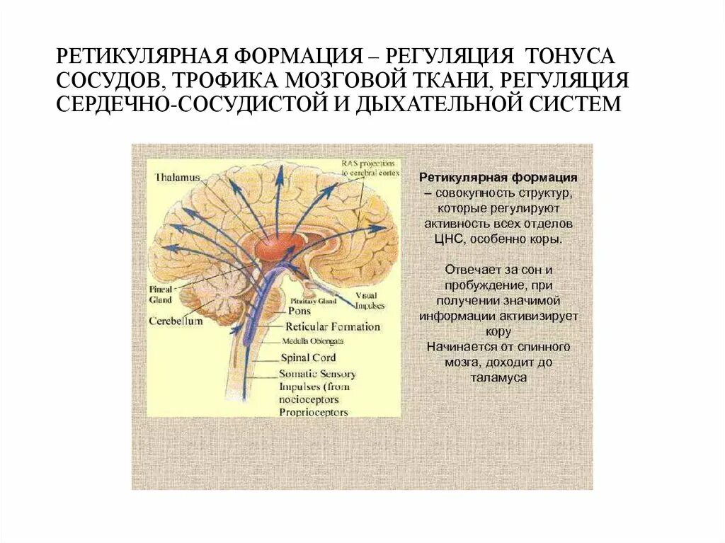 Ретикулярная формация в ВНС. Ретикулярная формация ствола головного мозга. Ретикулярная формация мозга функции. Ядра ретикулярной формации функции.