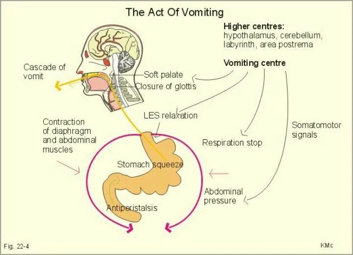 Центр рвотного рефлекса. Рвота физиологический процесс. Рвотный рефлекс схема. Схема рвотного центра и триггерной зоны.