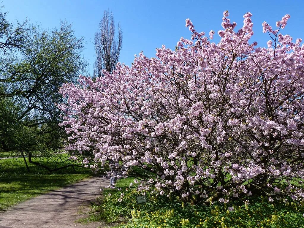 Великая сакура. В Ботаническом саду зацвела Сакура. Ботанический сад Санкт-Петербург Сакура цветение. Сакура в Ботаническом саду СПБ 2021. Цветение Сакуры в Ботаническом саду СПБ.