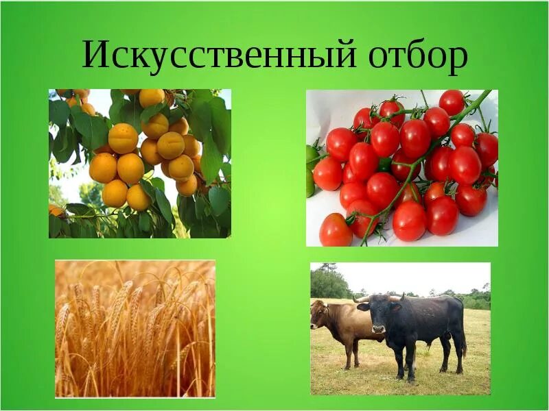 Выведение новых пород животных и сортов растений. Новые сорта растений и животных. Новые сорта растений и животных. Сорта растений и породы животных. Селекционные достижения.