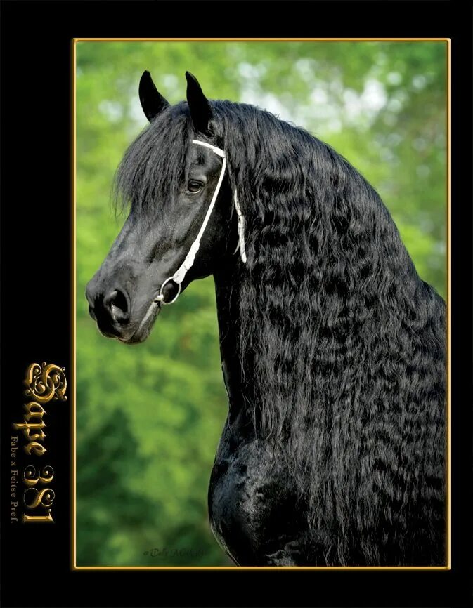Конь с черной гривой. Фризские лошади Аппалуза. Фриз Барокко лошадь. Черные лошади с длинной гривой.