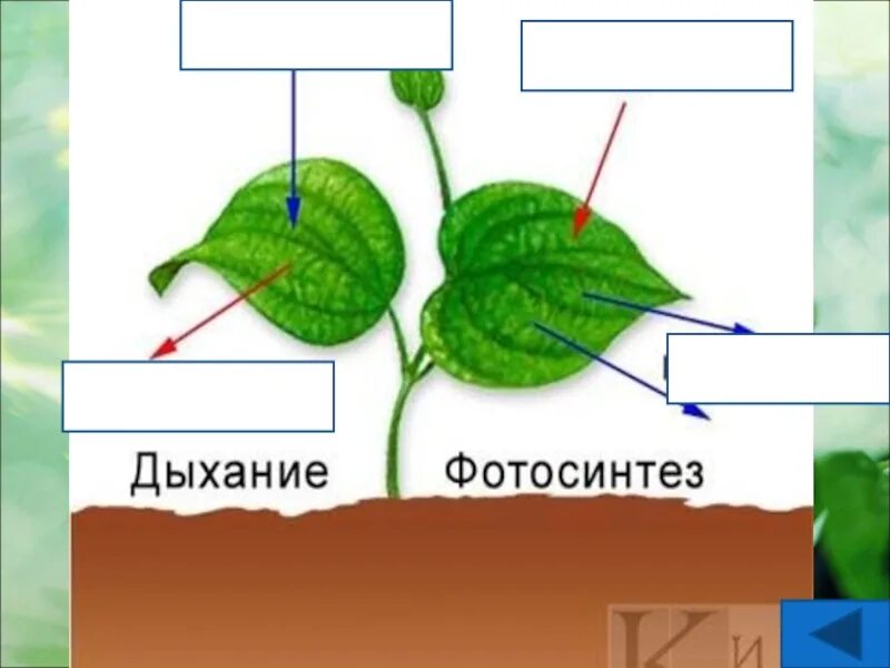 Фотосинтез дыхание минеральное питание растений. Дыхание растений. Фотосинтез и дыхание растений. Фотосинтез питание и дыхание. Фотосинтез дыхание испарение.