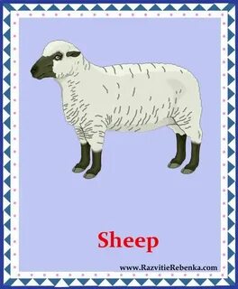 Транскрипция слова sheep