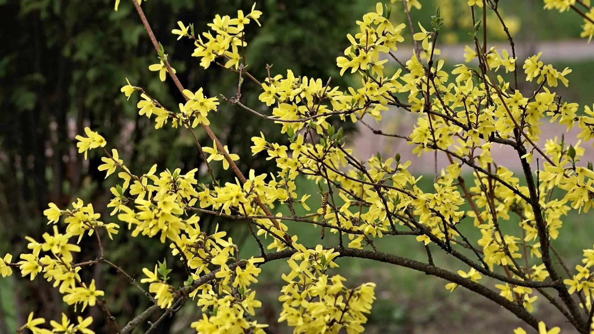 Кусты цветут желтыми цветами весной название