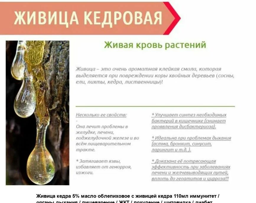 Живица применение внутрь. Живица. кедровая смола. живица состав. смола живица.
