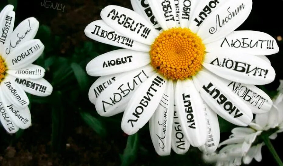 Гадать на ромашке. Ромашки для наташки. Ромашка любит ли наташка. Ромашка с оборванными лепестками. Ромашка любит ли наташка.