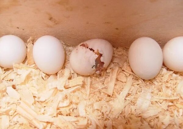Можно ли попугаям яйцо. Оплодотворенные яйца волнистых попугаев. Неоплодотворенные яйца волнистых попугаев. Яйца попугая.