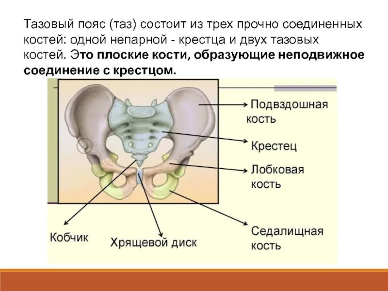 Три тазовые кости. Кости образующие скелет тазового пояса. Из каких костей состоит таз. Кости таза анатомия человека. Строение тазового пояса человека.