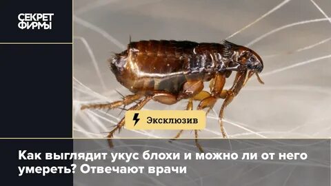 От чего заводятся блохи в доме