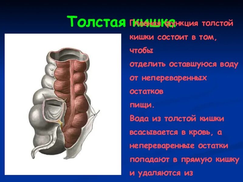 Вещества всасывающиеся в толстом кишечнике. Что всасывается в толстом кишечнике. вода всасывается в толстом кишечнике. в толстом кишечнике в основном всасываются. в толстой кишке всасываются.