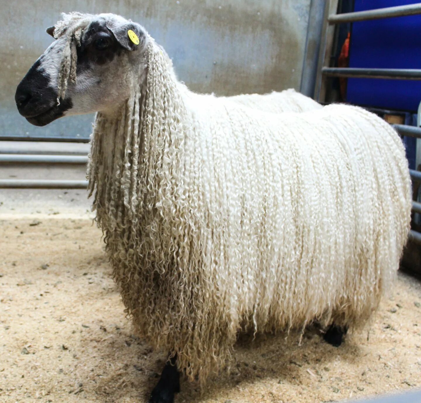 Меринос собака. Мериноланд порода овец. Австралийский меринос порода овец. Баран меринос шрек. Баран меринос.