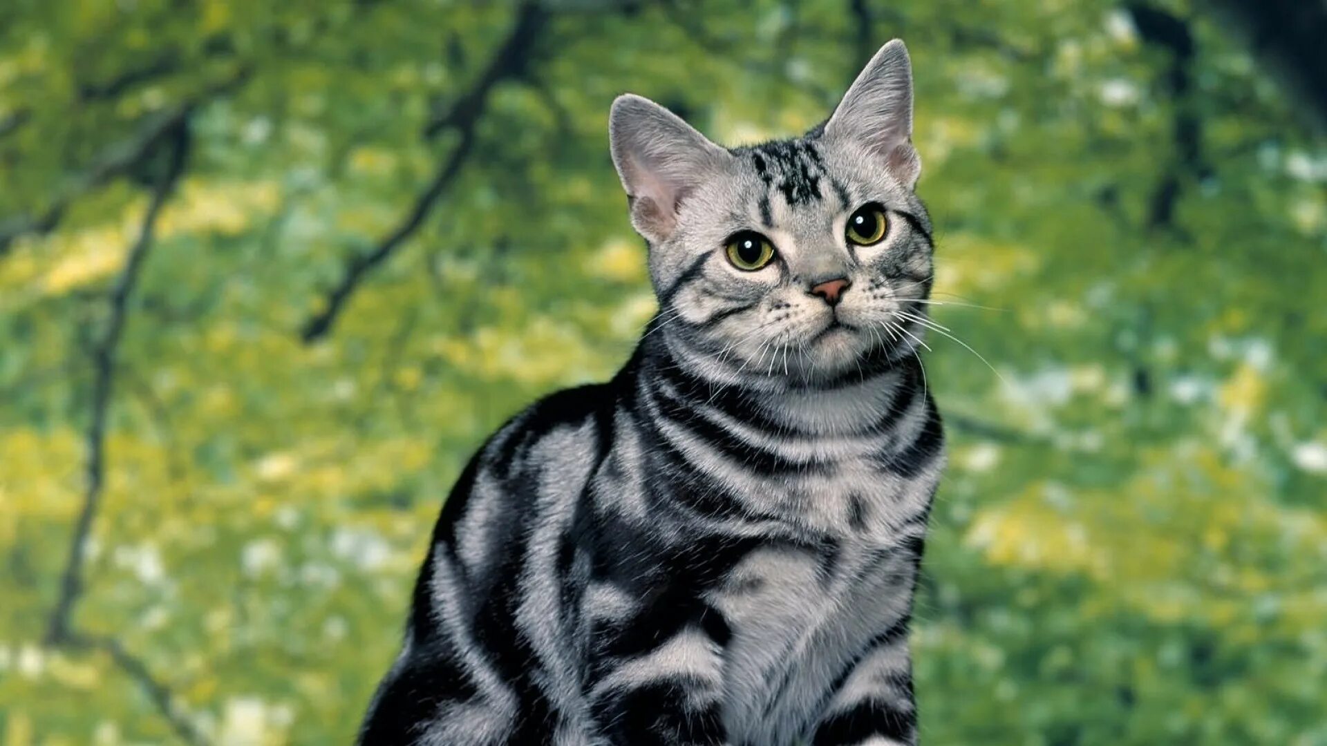 Cat url