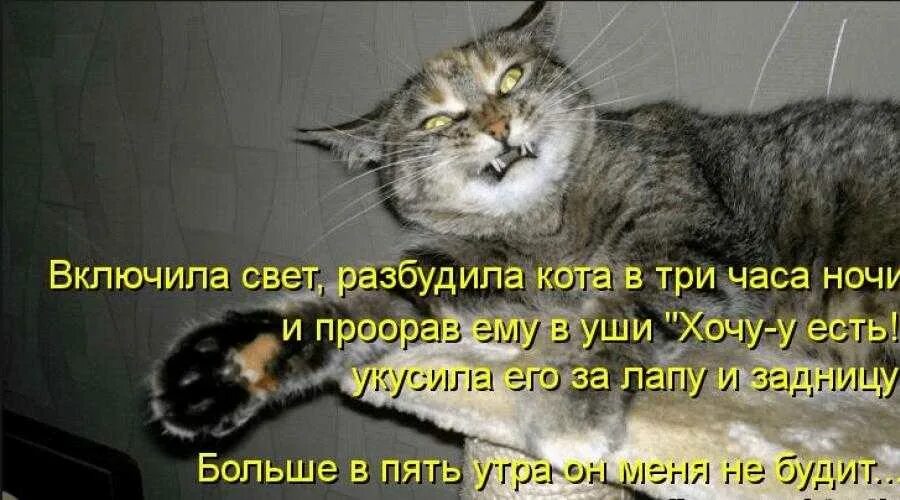 Кота разбудили. Кот будит рано утром. Кот юмор. Поют спать не дают