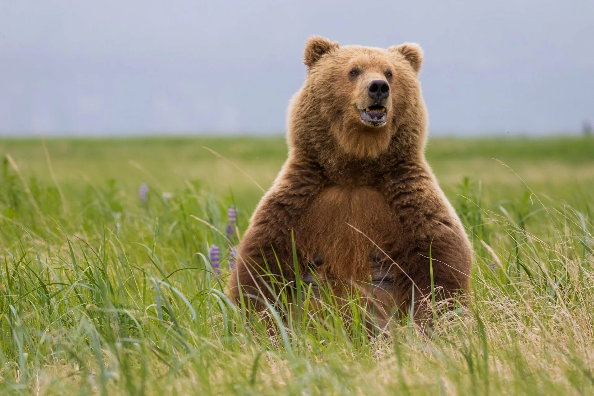 Северная Америка медведь Гризли. Бурый медведь символ России. Медведь Гризли Россия. Гризли североамериканский бурый медведь.