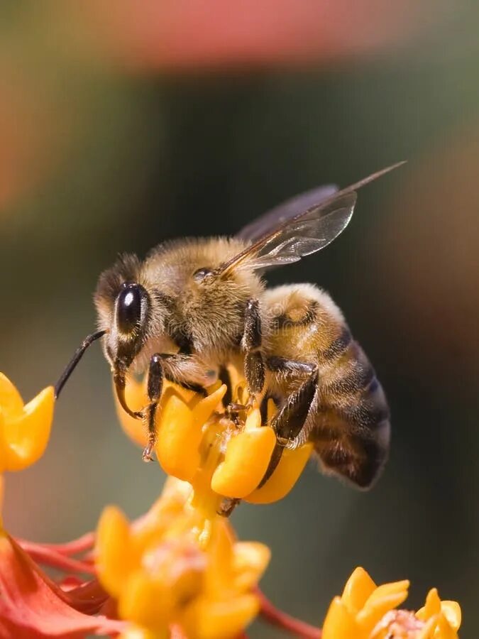 Пчела в профиль. Пчела в профиль фото. Пчелы дерутся. Пчела в профиль и ФАС.