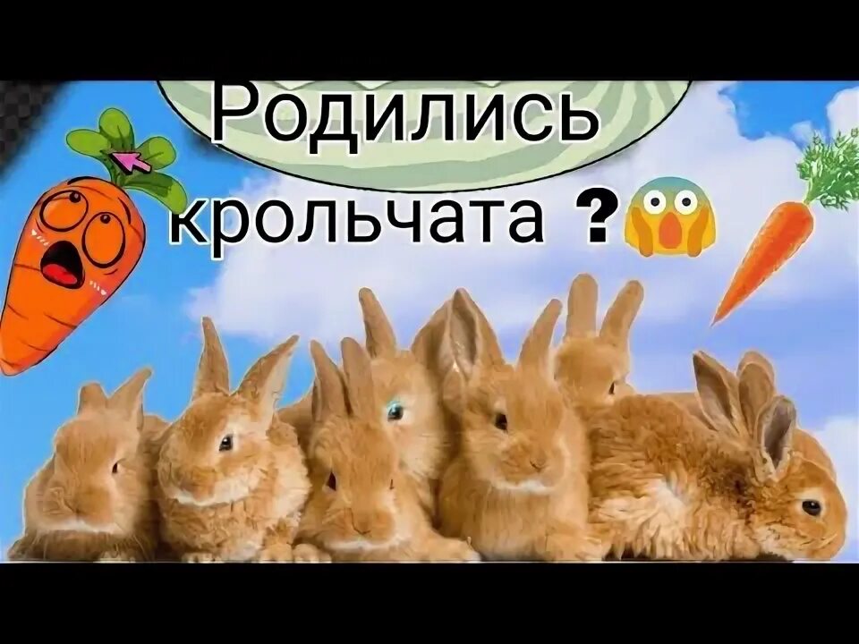 Женщина родила кроликов