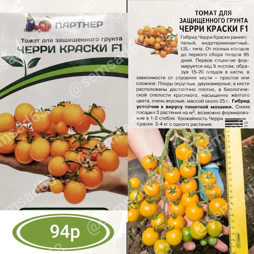 Самый вкусный сорт черри. Томаты черри доктор кэролин. томаты черри терек f1. томат черри доктор кэролин высота. помидоры черри желтые сорта низкорослые.