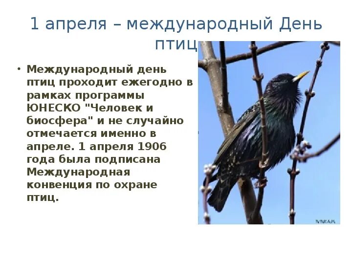 День птиц. Международный день птиц. Птица с датой изготовления. Свинцов днём птицы.