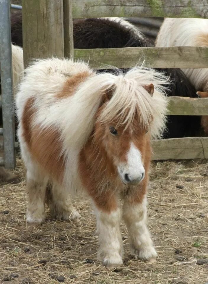 Mini pony. Мини шетлендский пони. Мини Шетланд пони. Шетлендский пони и лошадь. Шетлендский пони экстерьер.