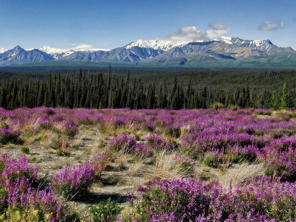 Дикая аляска. Растительность Аляски. Аляска трава. Аляска природа. Растения Северной Аляски.