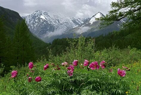 Дикий алтай