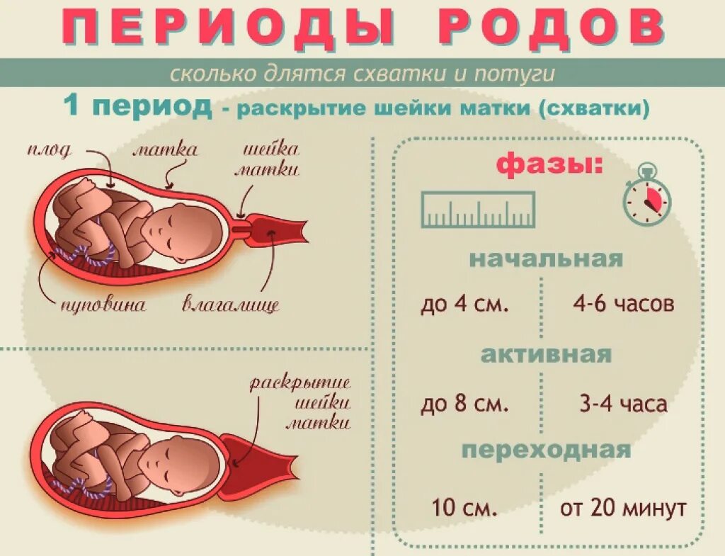 Когда можно беременеть после беременности. Периоды родов. Периоды родов Длительность родов. Периоды схваток при родах. Схватки перед родами.