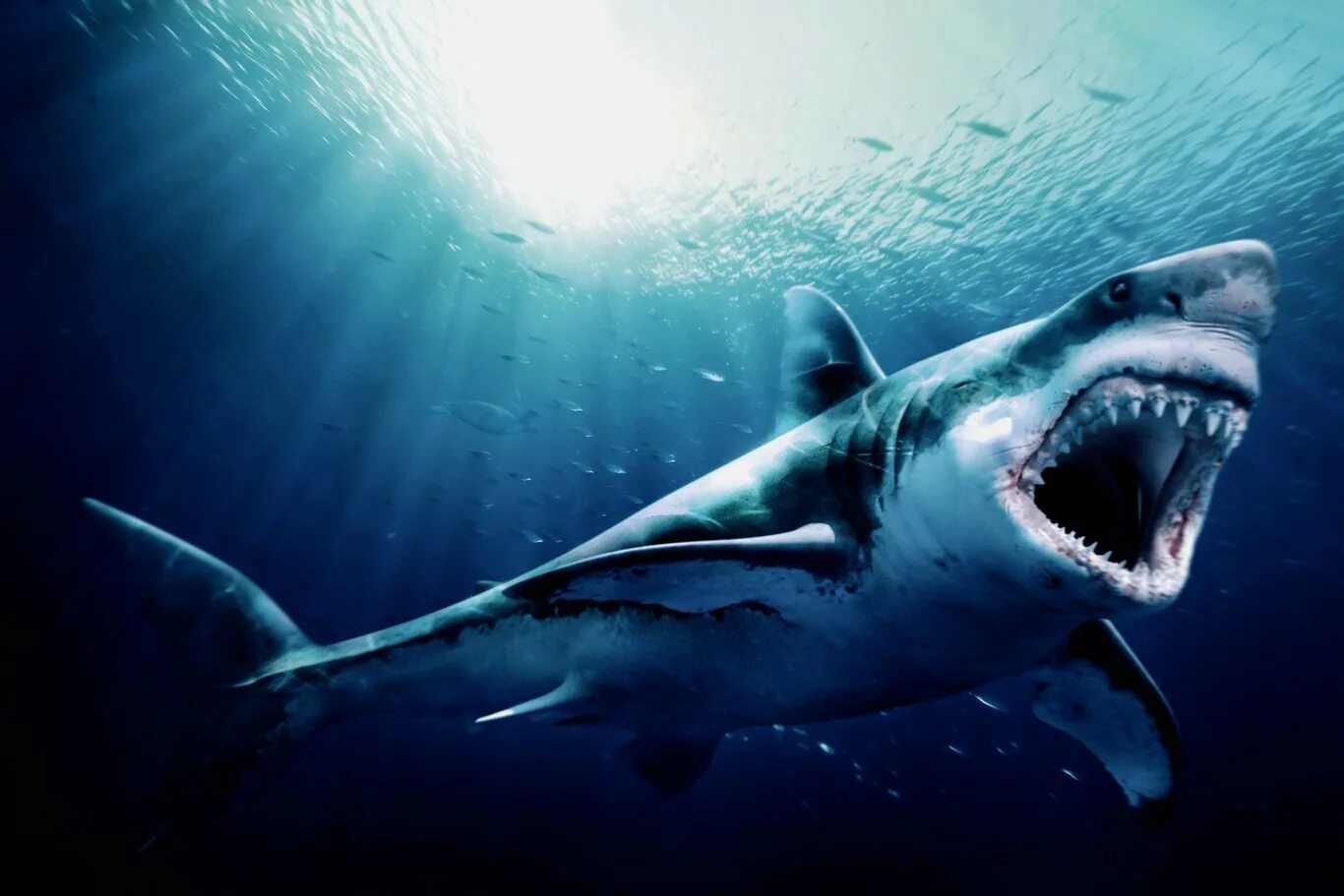Акула все открыто. Накула. Акула мегалодон челюсть. Акула все открыто. Акула все открыто.