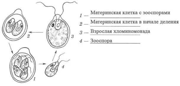 На рисунке изображена половая клетка. На рисунке изображена половая клетка