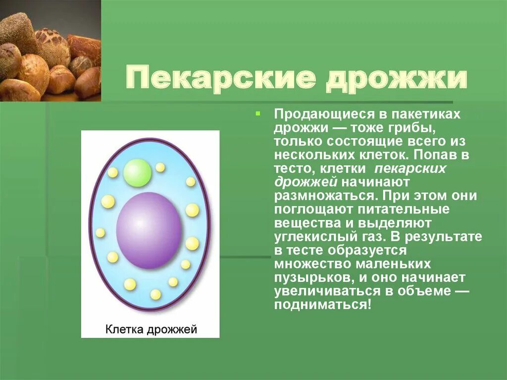 Дрожжевые грибы в жизни человека. Клетка дрожжей. Пекарские дрожжи. Пекарские дрожжи строение. Дрожжи грибы строение.