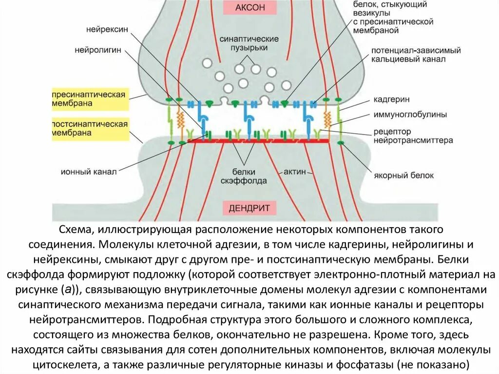 Электронно плотный
