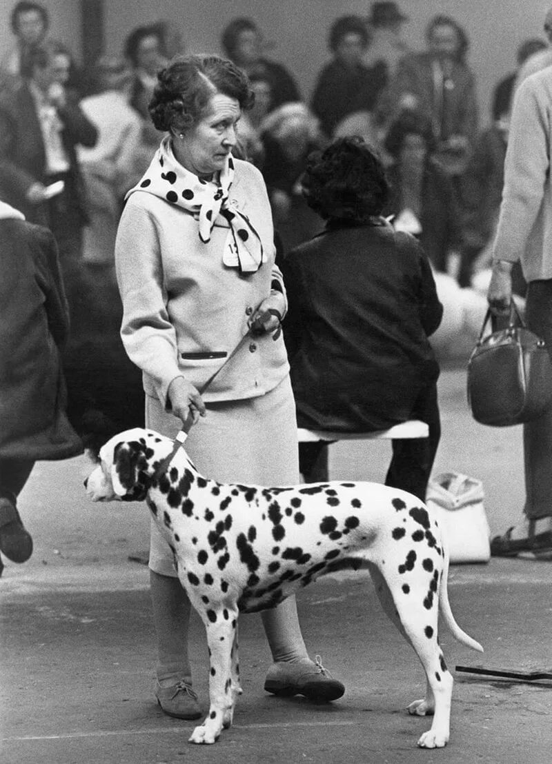 Ширли Бейкер. Ширли Бейкер фотограф. Выставки собак в СССР. Ширли собака.