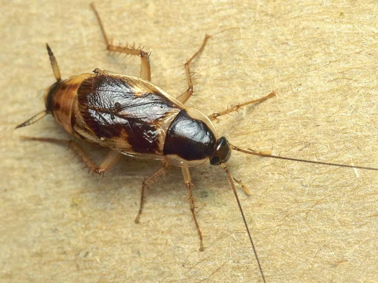 Brown banded. Виды тараканов. Brown Banded Cockroach. Виды тараканов Brown Banded. Виды тараканов фото.