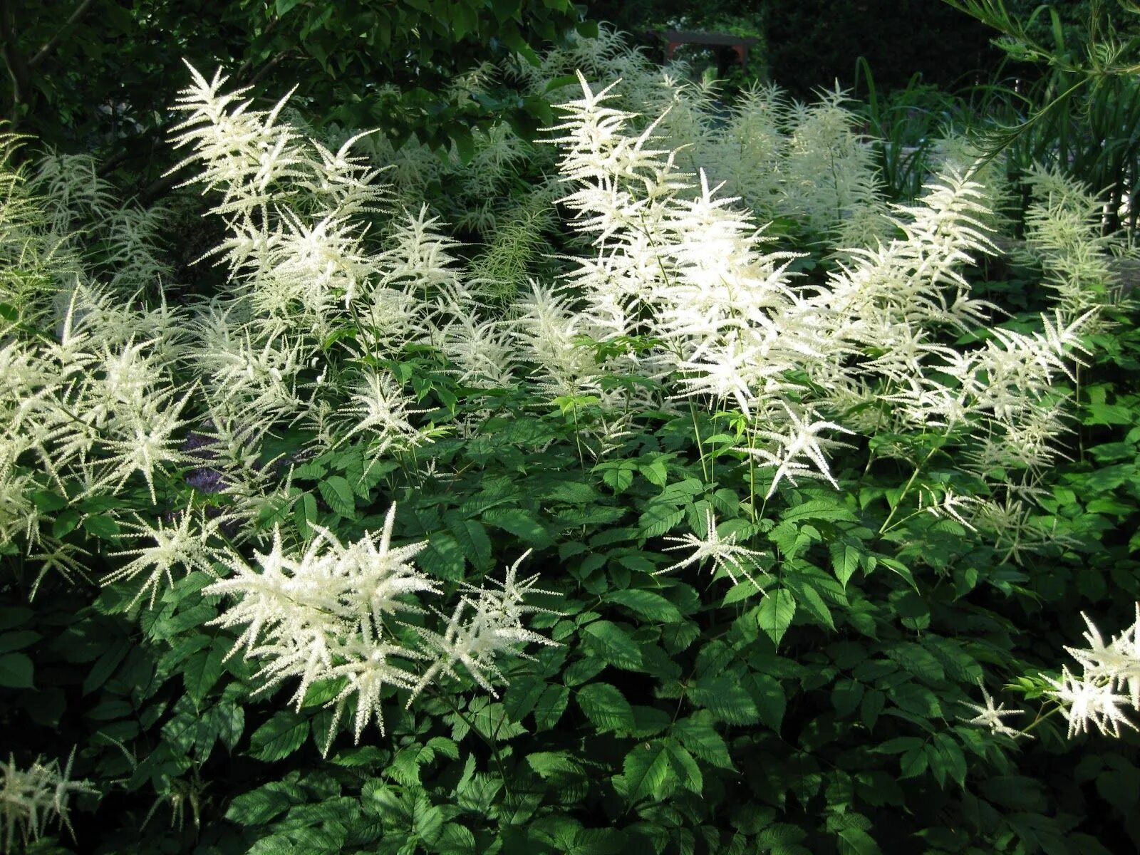 Волжанка двудомная (aruncus dioicus). Волжанка двудомная. Волжанка арункус обыкновенная. Арункус / волжанка двудомная. Арункус / волжанка двудомная.