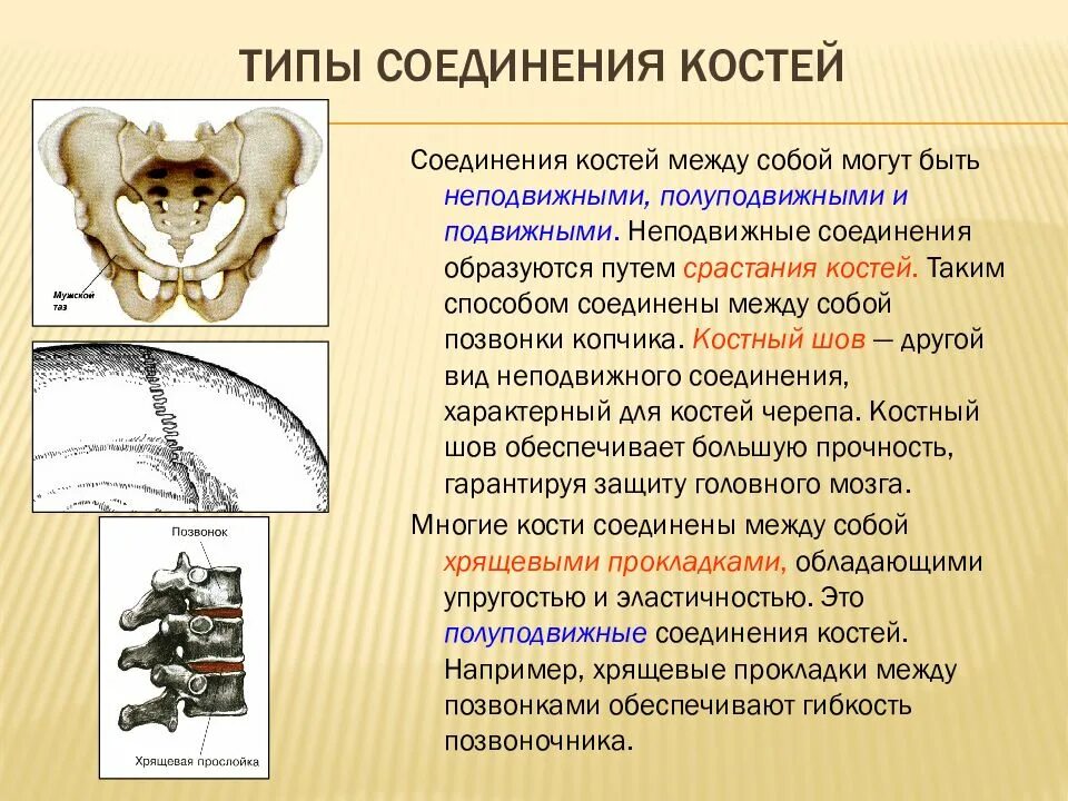 Примеры полуподвижных соединений. Типы соединения костей. Мембрана Тип соединения костей. Типы соединения костей человека. Подвижные и неподвижные кости.