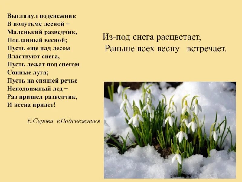 Серова Подснежник стихотворение. Выглянул Подснежник в полутьме Автор. Стих про Подснежник. Стишок про подснежник