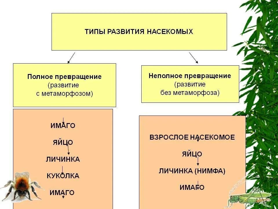 Полное превращение насекомых таблица. Развитие насекомых с полным и неполным превращением. Тип развития насекомых с полным и неполным превращением. (Развитие с полным и развитие с неполным превращением). Развитие с неполным превращением у кого.