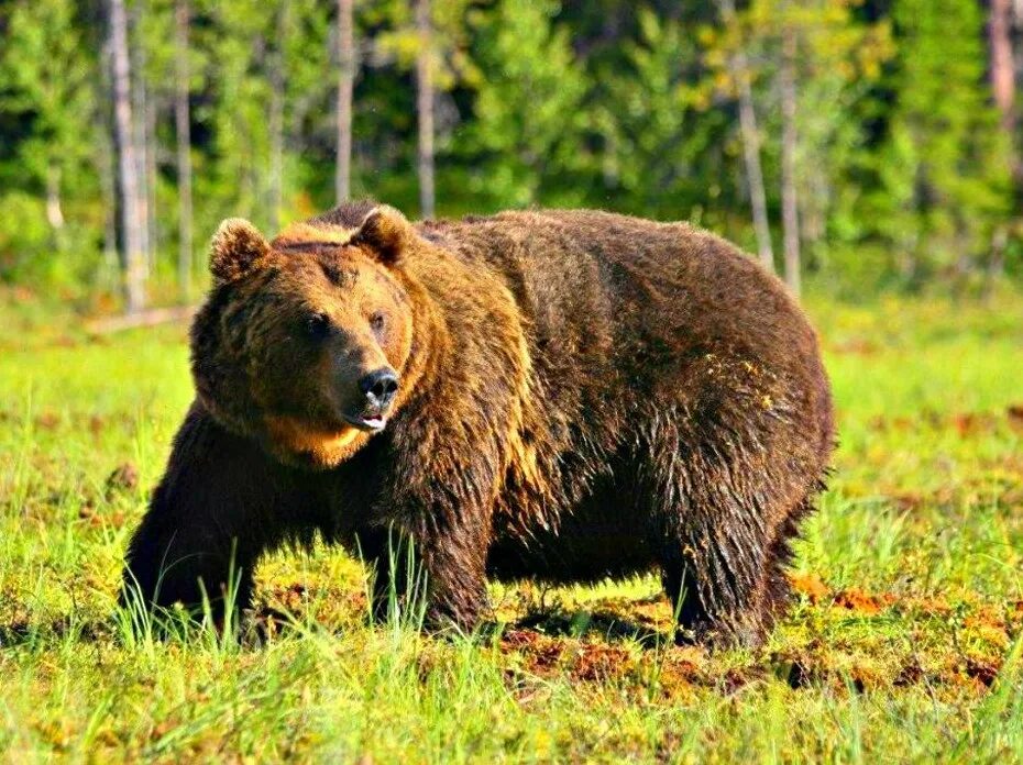 Картинка медведь. Беловежская пуща медведи. Сибирский бурый медведь. Бурый медведь – Ursus arctos l.. Иберийский бурый медведь.