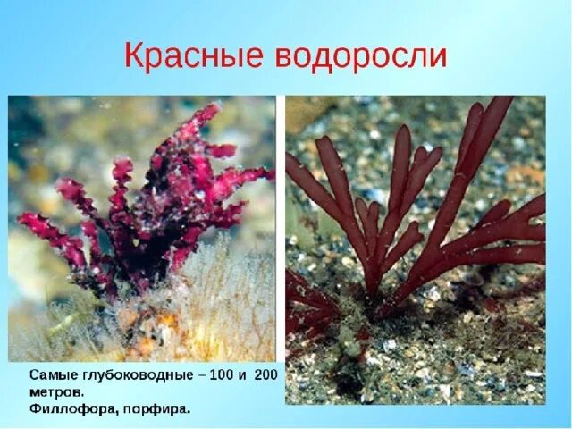 Какие водоросли глубоководные. Филлофора водоросль. Красные водоросли Филлофора. Бурые водоросли Филлофора. Филлофора, хламидомонада, пихта Сицилийская.