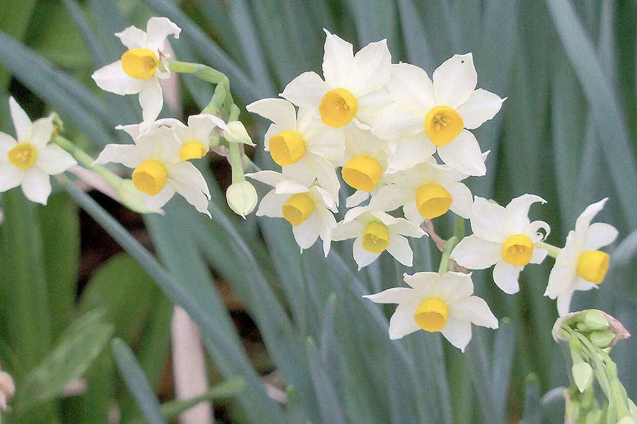 Старый нарцисс. Нарциссы триандрусовые. canaliculatus нарцисс. нарцисс (narcissus). нарцисс гелиос.