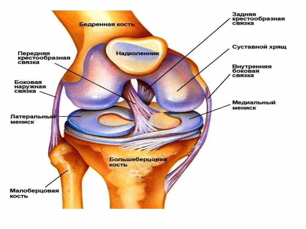 Внутренняя коллатеральная связка. Анатомия коллатеральных связок. Боковая коллатеральная связка. Внутренняя коллатеральная связка коленного сустава.
