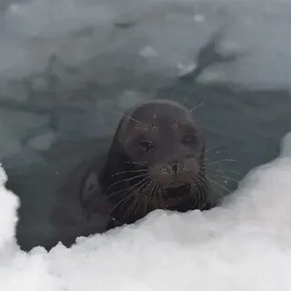 Нерпочка сортавала