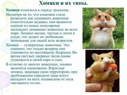 Что такое листинг в хомяке простыми