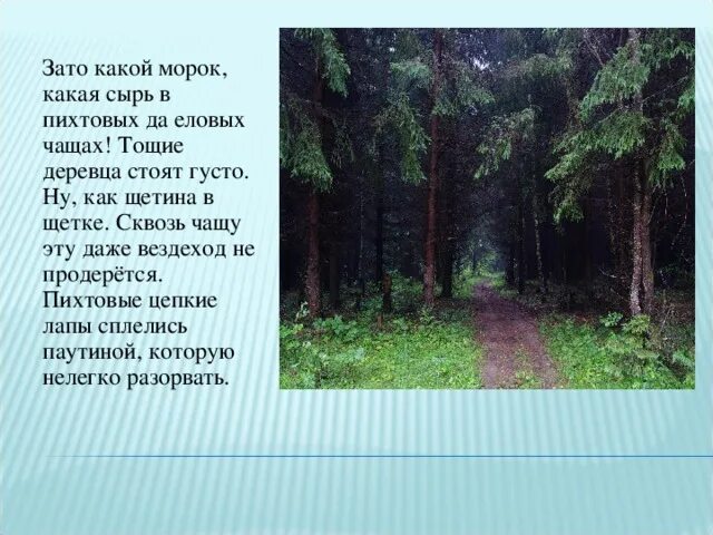 Как прохладно в чаще еловой. Как прохладно в чаще еловой