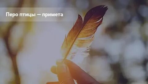 Приметы залетело перо