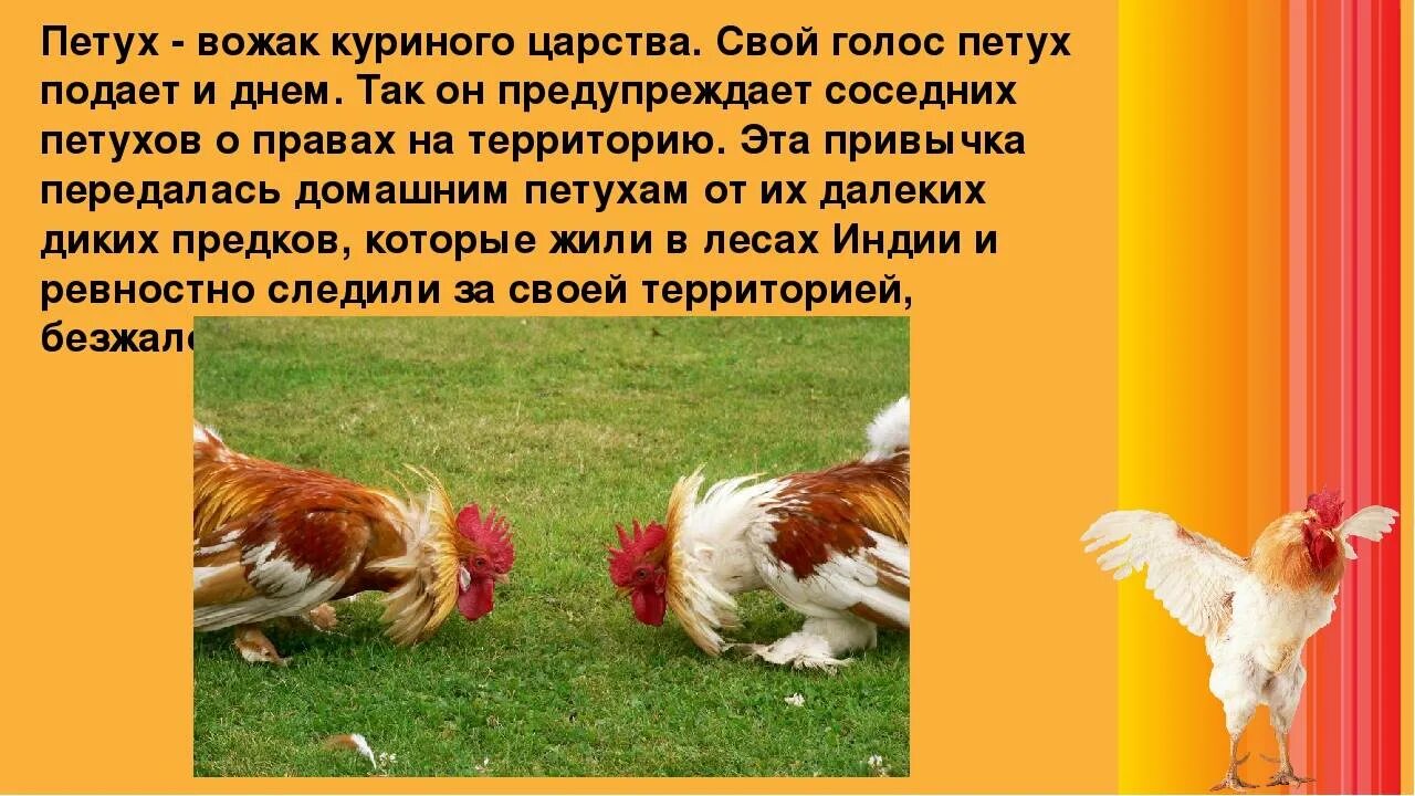 Рассказы петуха. Интересные факты о петухах. интересные факты о курицах и петухах. интересные факты о домашней птице. интересные факты о петухах и курицах для детей.